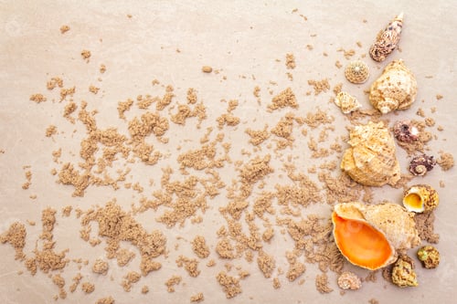 Preview: Seashells Sandy Summer Background. Lots Of Different Seashells Piled Together, Copy Space, Top View
