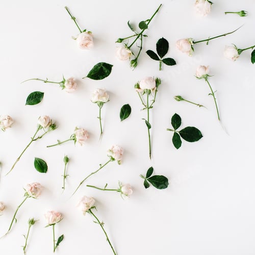 Preview: Roses On White Background. Flat Lay, Top View