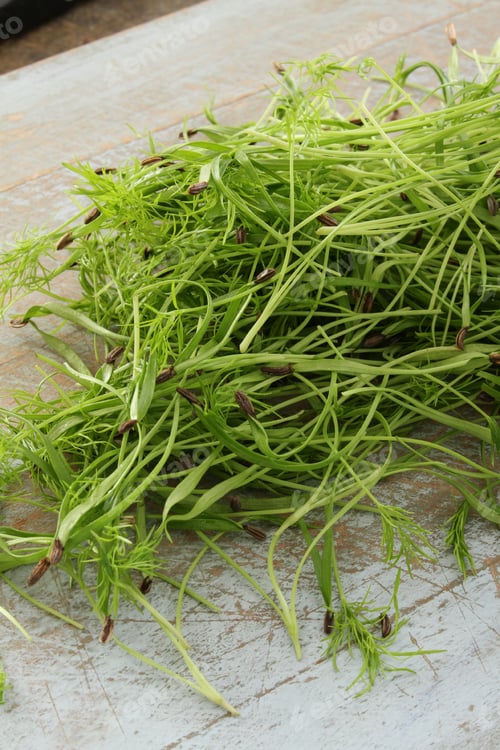 Preview: Fresh Micro Herbs