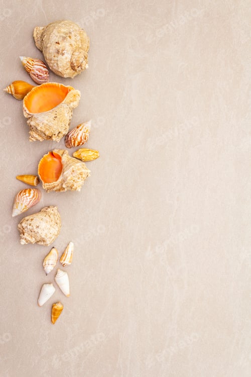 Preview: Seashells Summer Background. Lots Of Different Seashells Piled Together, Copy Space, Top View