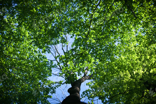 Forest Trees