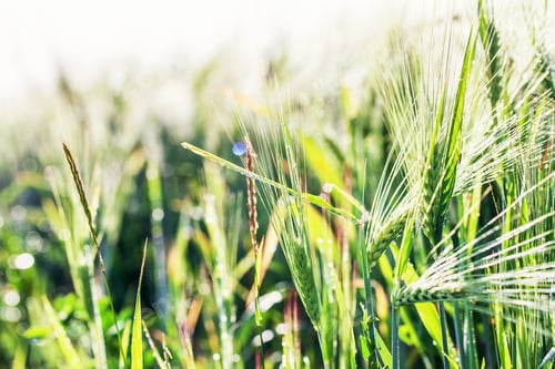 Preview: Ripe Wheat At Sunset.