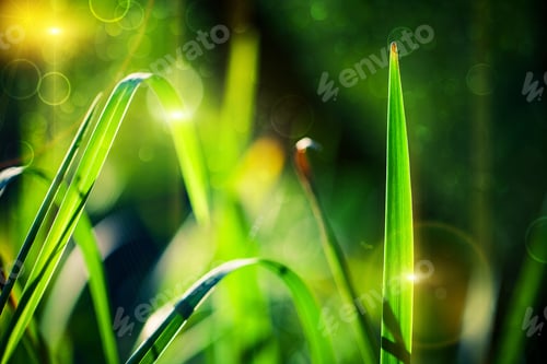 Preview: Green Grass Bokeh Background