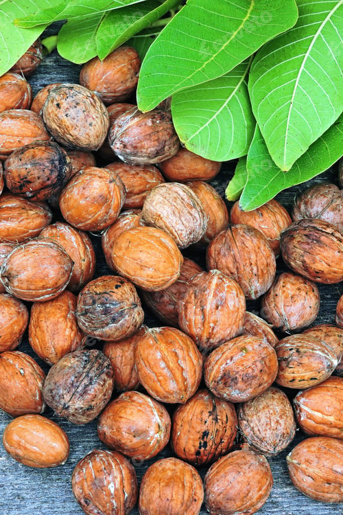 Preview: Fresh Walnuts In Shell. Walnut Leaves. Harvest Of Walnuts. Freshly Ripped Walnuts.