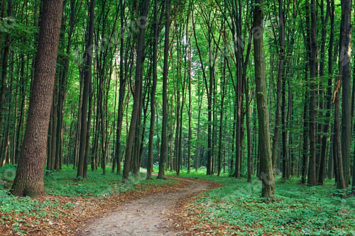 Preview: Beautiful Green Forest