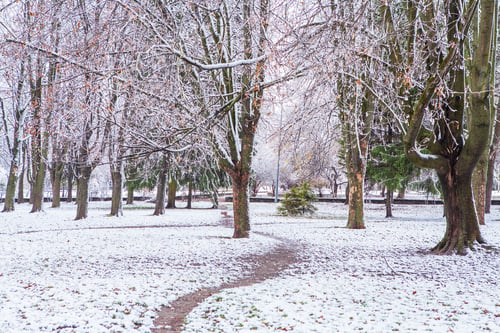 Preview: Forest Trees Nature Snow Wood Backgrounds