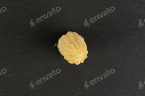Preview: One Whole Baby Yellow Corn Flatlay On Grey Stone