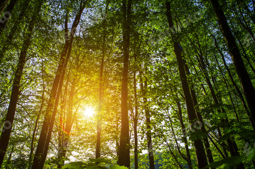 Preview: Beautiful Green Forest