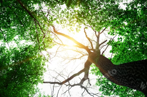 Preview: Forest Trees Nature Green Wood Sunlight Backgrounds