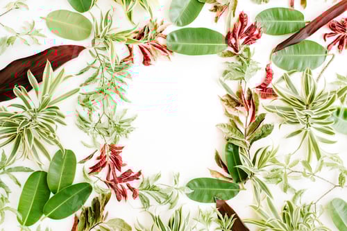 Visualização: Pétalas vermelhas e verdes e moldura de folhas em fundo branco. Flat Lay.