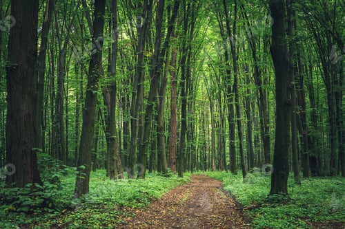 Preview: Beautiful Green Forest