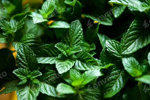 Preview: Vibrant Green Fresh Mint Plant Closeup Macro