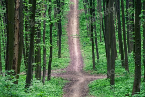 Preview: Beautiful Green Forest