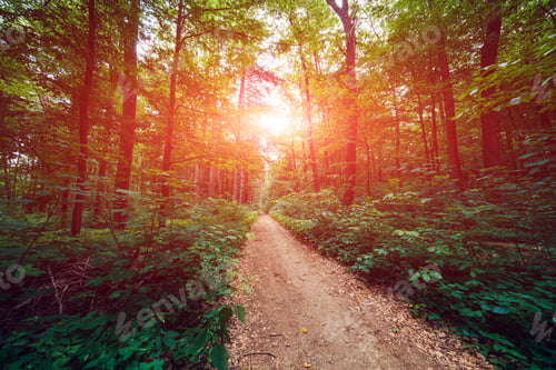 Preview: Beautiful Green Forest