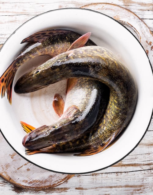 Preview: Two Fresh Pike Fish In A Bowl.Fish Pike.Raw Pike.