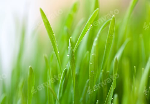 Preview: Fresh Green Grass With Drops On It
