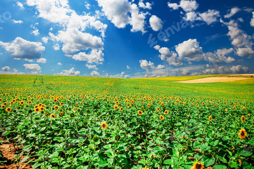 Preview: Field Of Blooming Sunflowers