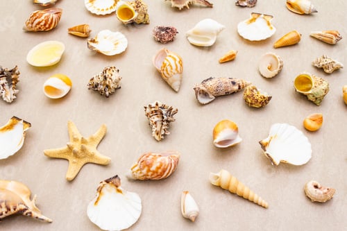 Preview: Seashells Summer Background. Lots Of Different Seashells Piled Together, Close Up