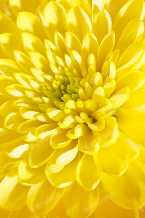 Preview: Beautiful Chrysanthemum