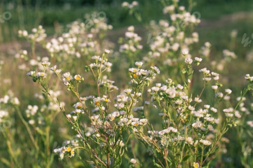 Preview: Field Of Daisy Flowers