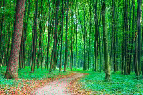 Preview: Beautiful Green Forest