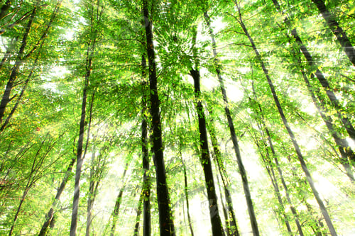 Preview: Nature Green Wood Sunlight Backgrounds