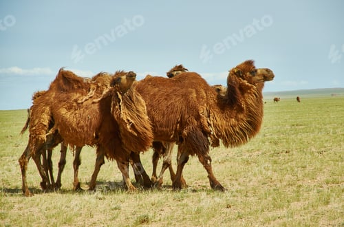 Preview: Bactrian Or Two-Humped Camel Gobi Desert, Mongolia