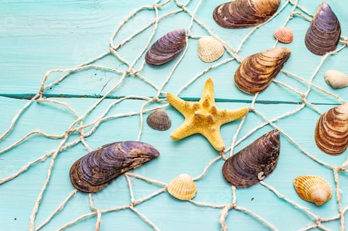 Preview: Seashells Summer Background. Lots Of Different Seashells Piled Together, Mussels, Starfish, Fishnet