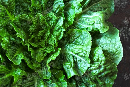 Preview: Fresh Romaine Lettuce. Low-Calorie Product.