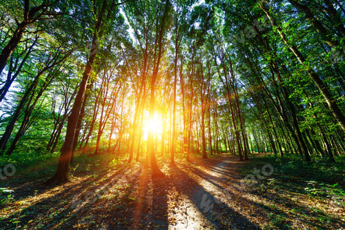 Preview: Beautiful Green Forest