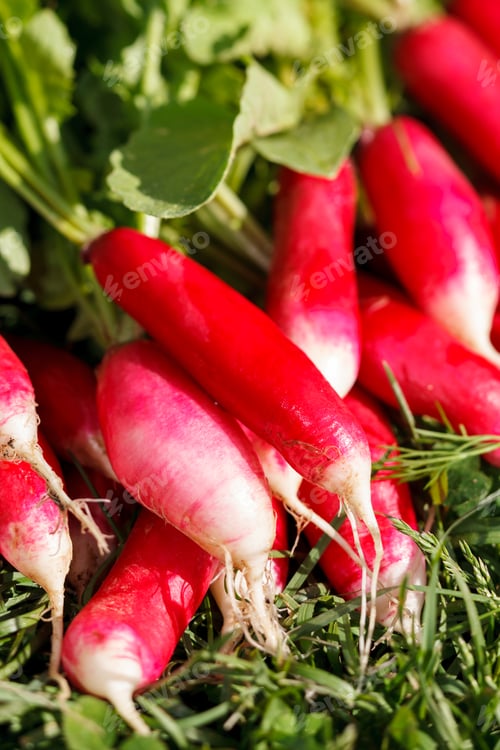 Preview: Fresh Radish