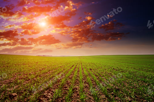 Preview: Green Field,Blue Sky And Sun.