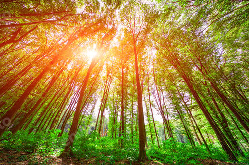 Preview: Forest Trees Nature Green Wood Sunlight Backgrounds