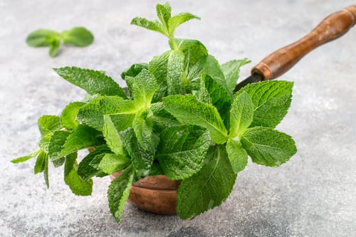 Preview: Fresh Green Organic Mint Close-Up. Selective Focus