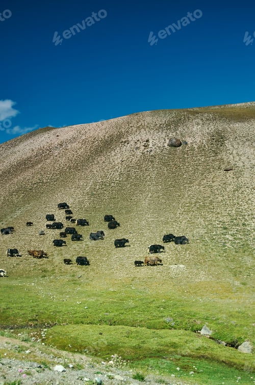 Preview: Yaks At Pik Lenin, Sary Mogul, Altai And Pamir Mountains, Kyrgyzstan, Central Asia