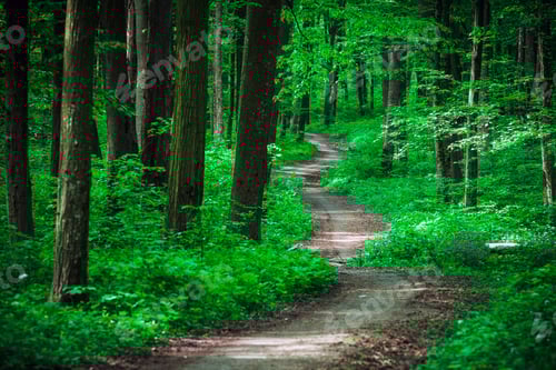 Preview: Beautiful Green Forest