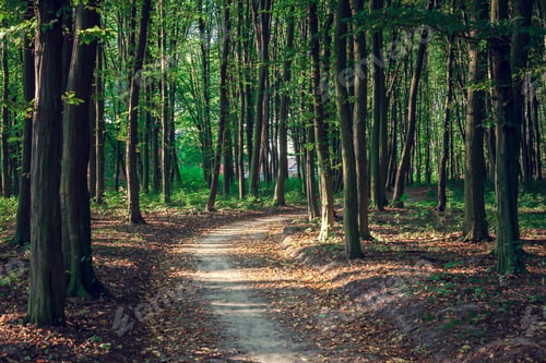 Preview: Beautiful Green Forest