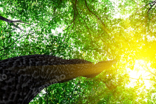 Preview: Forest Trees Nature Green Wood Sunlight Backgrounds