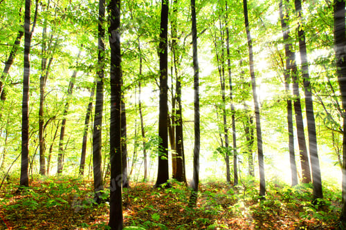 Preview: Sunrays In Bohemian Forest