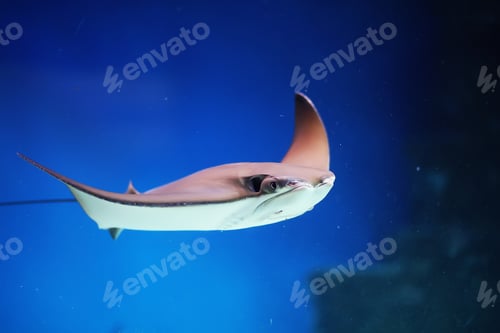 Preview: Fish In Aquarium. Oceanarium. Ocean Fish In The Aquarium. Nature Protection Concept. Fish
