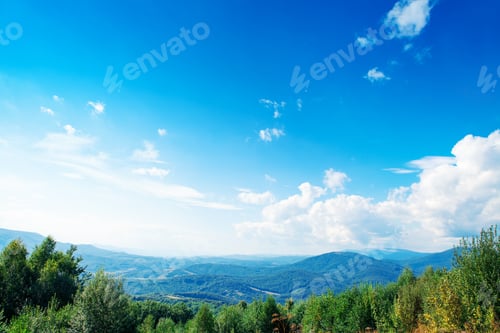 Preview: Pine Tree Forest