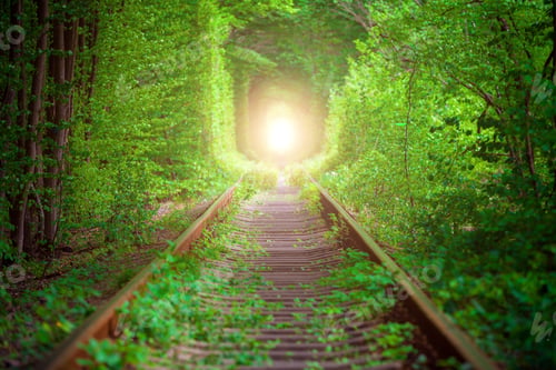 Preview: A Railway In The Spring Forest Tunnel Of Love