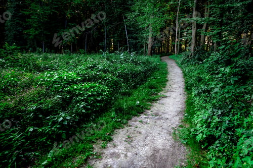 Preview: Beautiful Green Forest