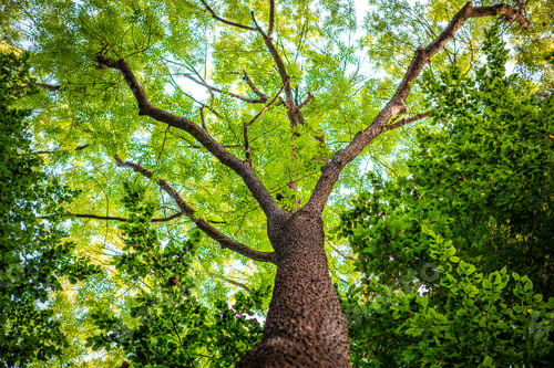 Preview: Forest Trees. Nature Green Wood Sunlight Backgrounds