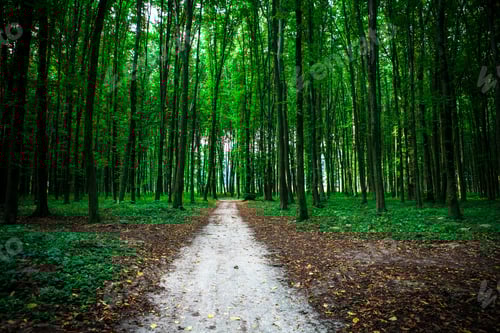 Preview: Beautiful Green Forest