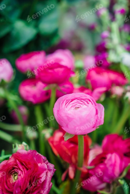 Preview: Spring Flowers