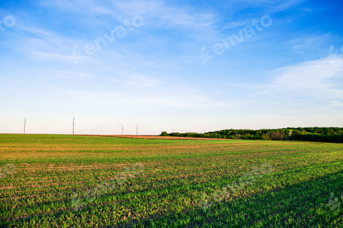 Preview: Green Field And Beautiful Sunset