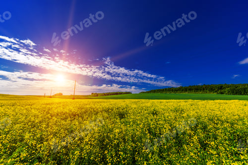 Preview: Green Field And Beautiful Sunset