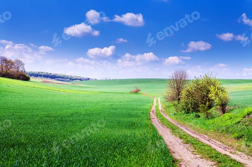 Preview: Beatiful Morning Green Field With Blue Heaven