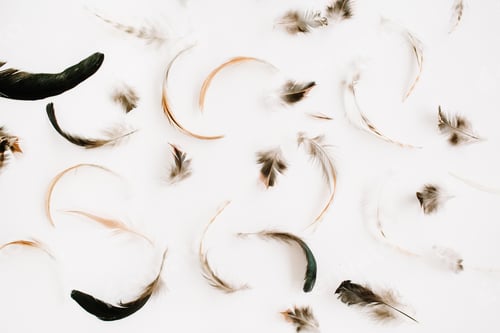 Preview: Bird Feathers Pattern. Flat Lay, Top View